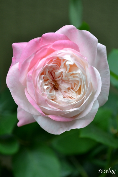 20250524 シャルドネ バラ ブログ パティオローズ 春 5月 開花 画像　roselog